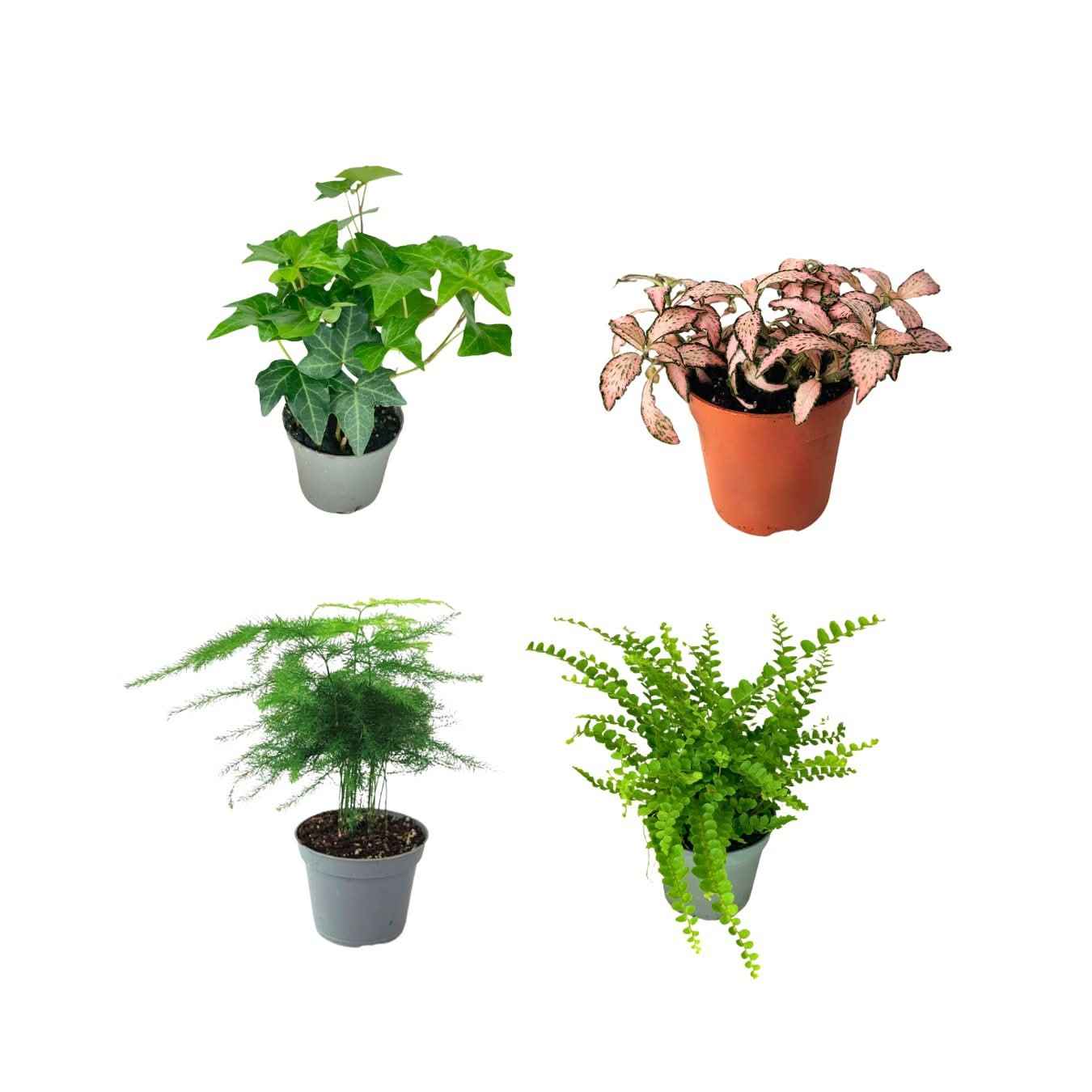 Set piante mix per terrarium - Nootje store