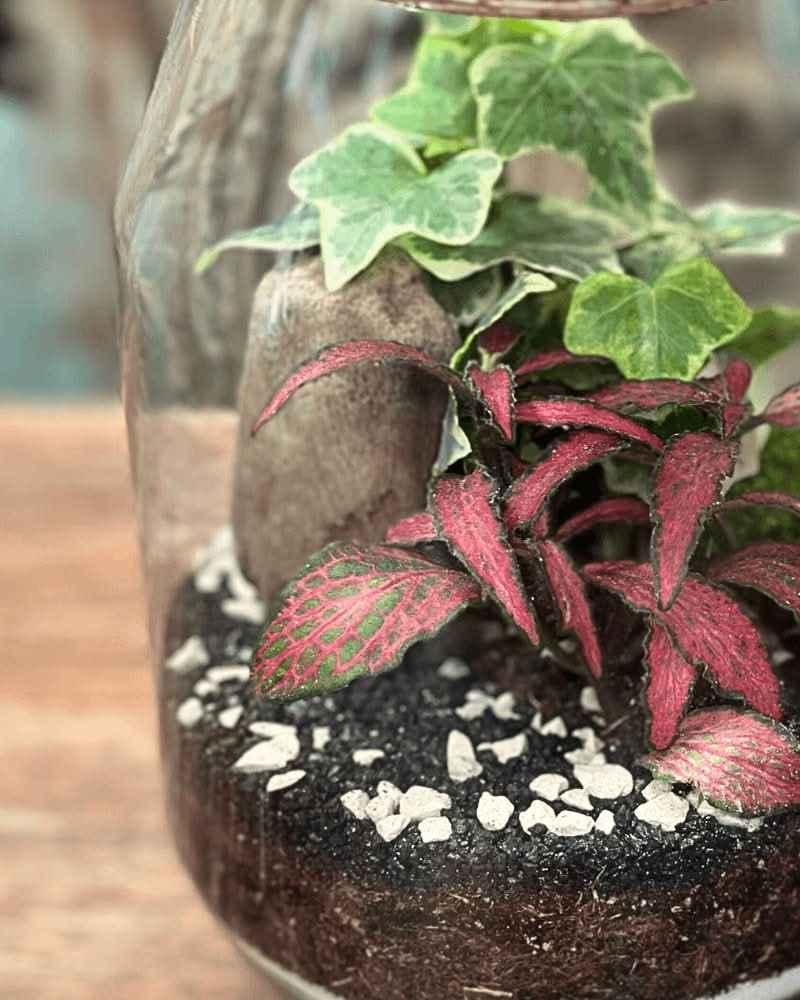 Terrarium Alessia 058 - Nootje store