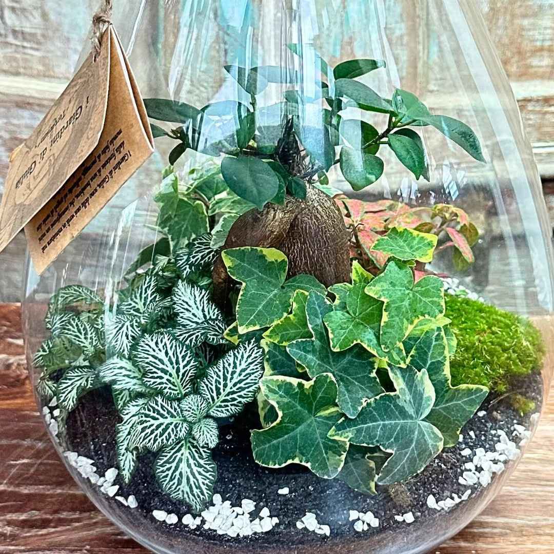 Terrarium Coraline 002 - Nootje store