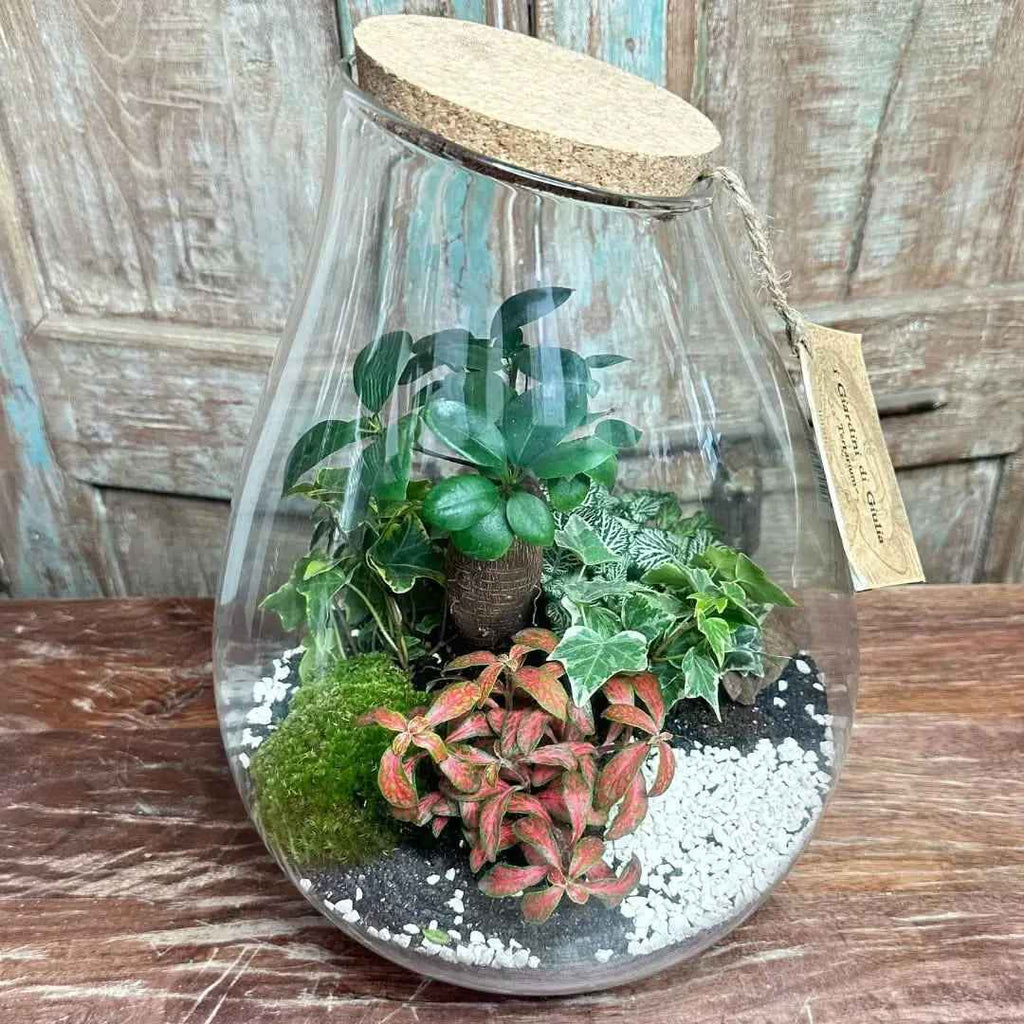 Terrarium Coraline 002 - Nootje store