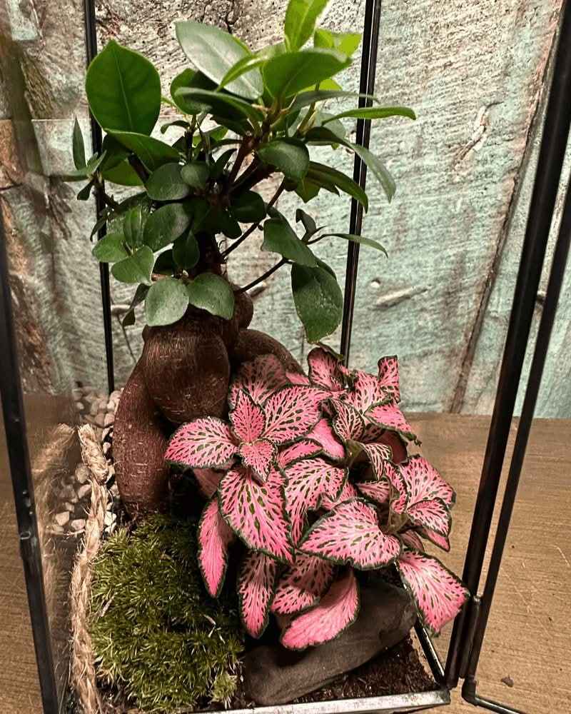 Terrarium Diamante 068V - Nootje store