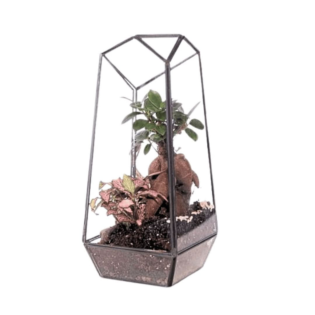 Terrarium Diamante 068V - Nootje store