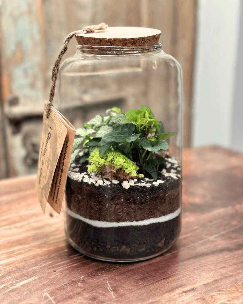 Terrarium Esotico Mini Giardino 015A - Nootje store