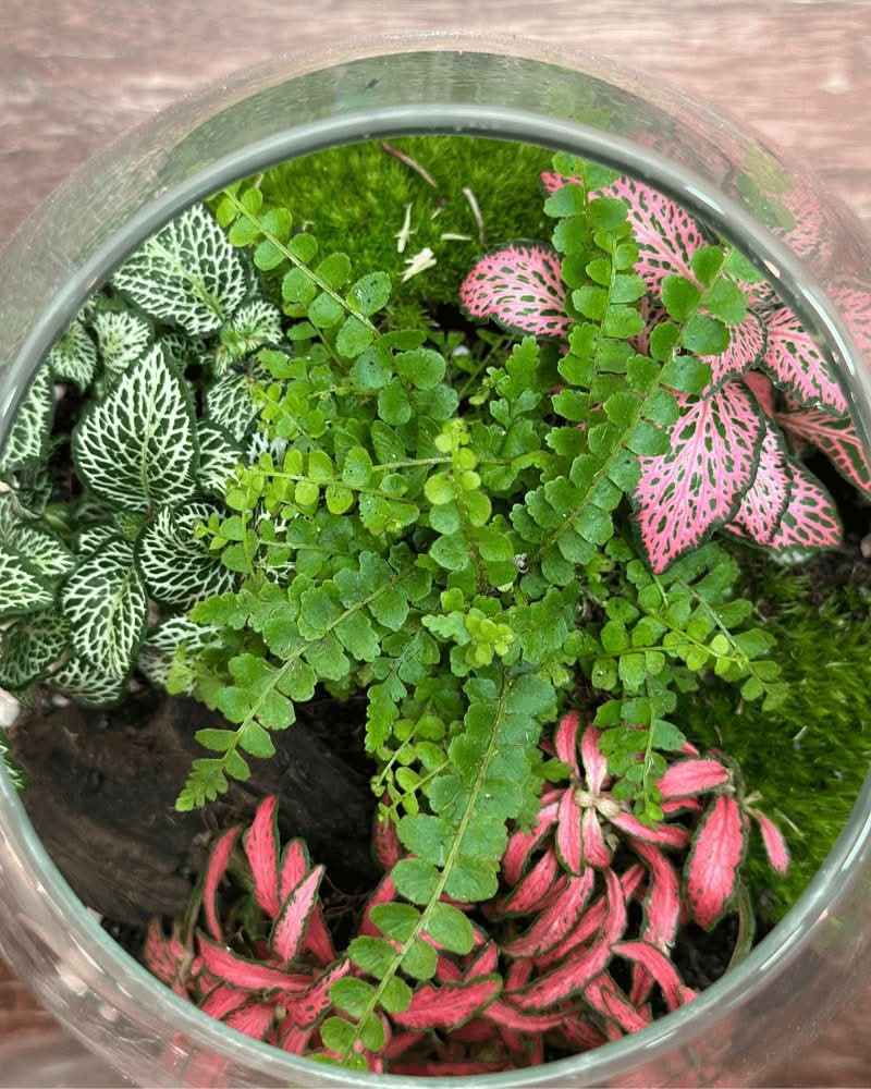 Terrarium Eternal Bloom 046 - Nootje store