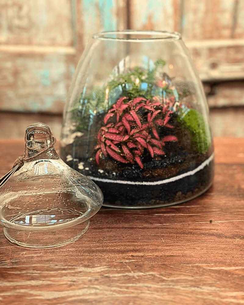 Terrarium Eternal Bloom 046 - Nootje store