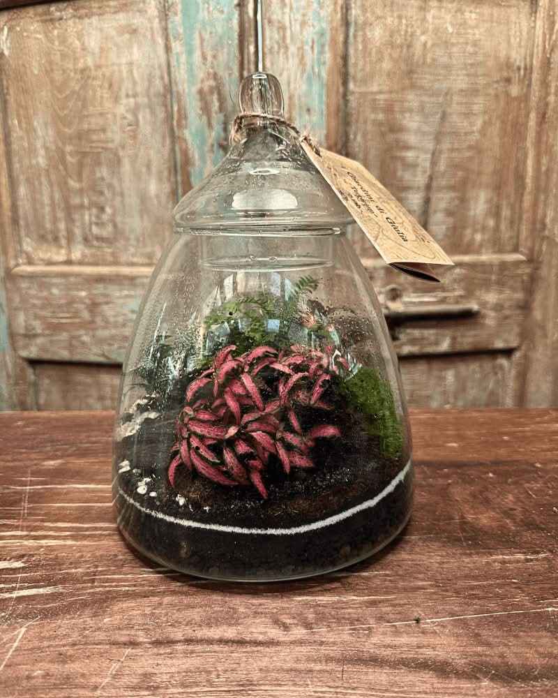 Terrarium Eternal Bloom 046 - Nootje store