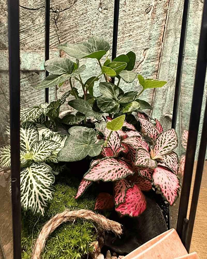 Terrarium Florine 067V - Nootje store