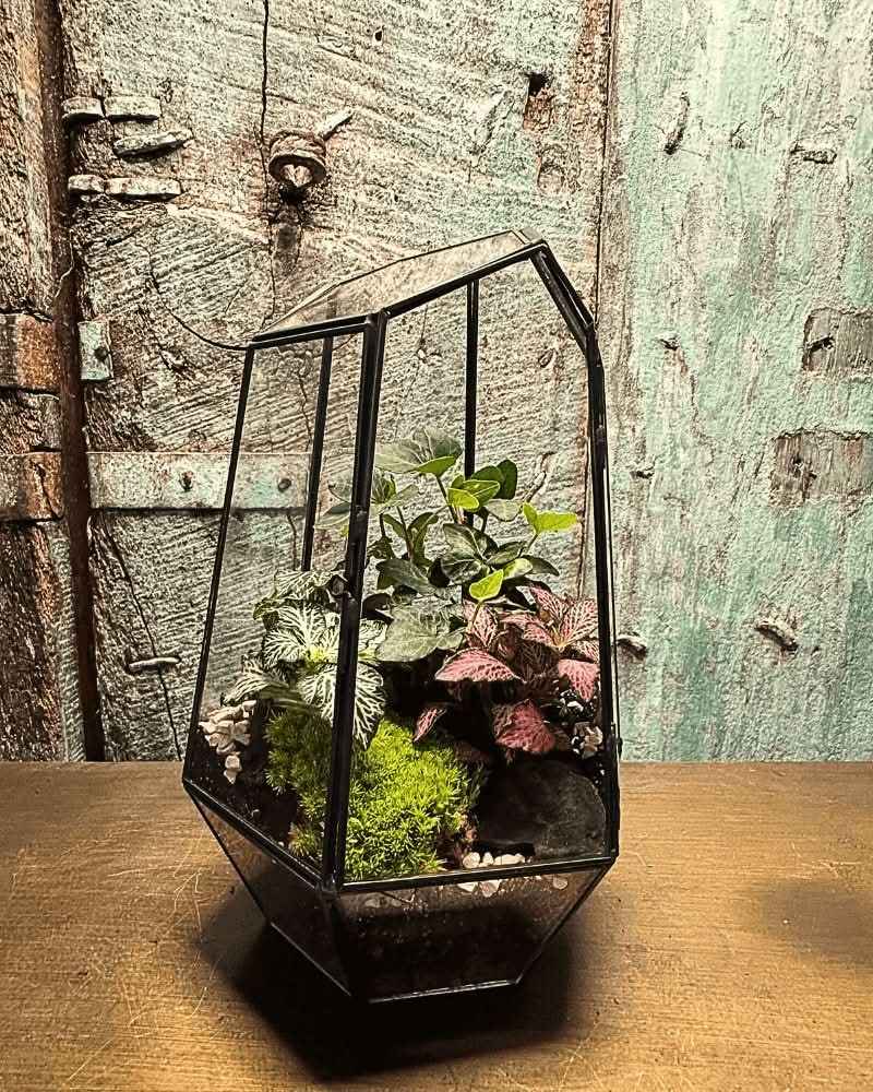 Terrarium Florine 067V - Nootje store