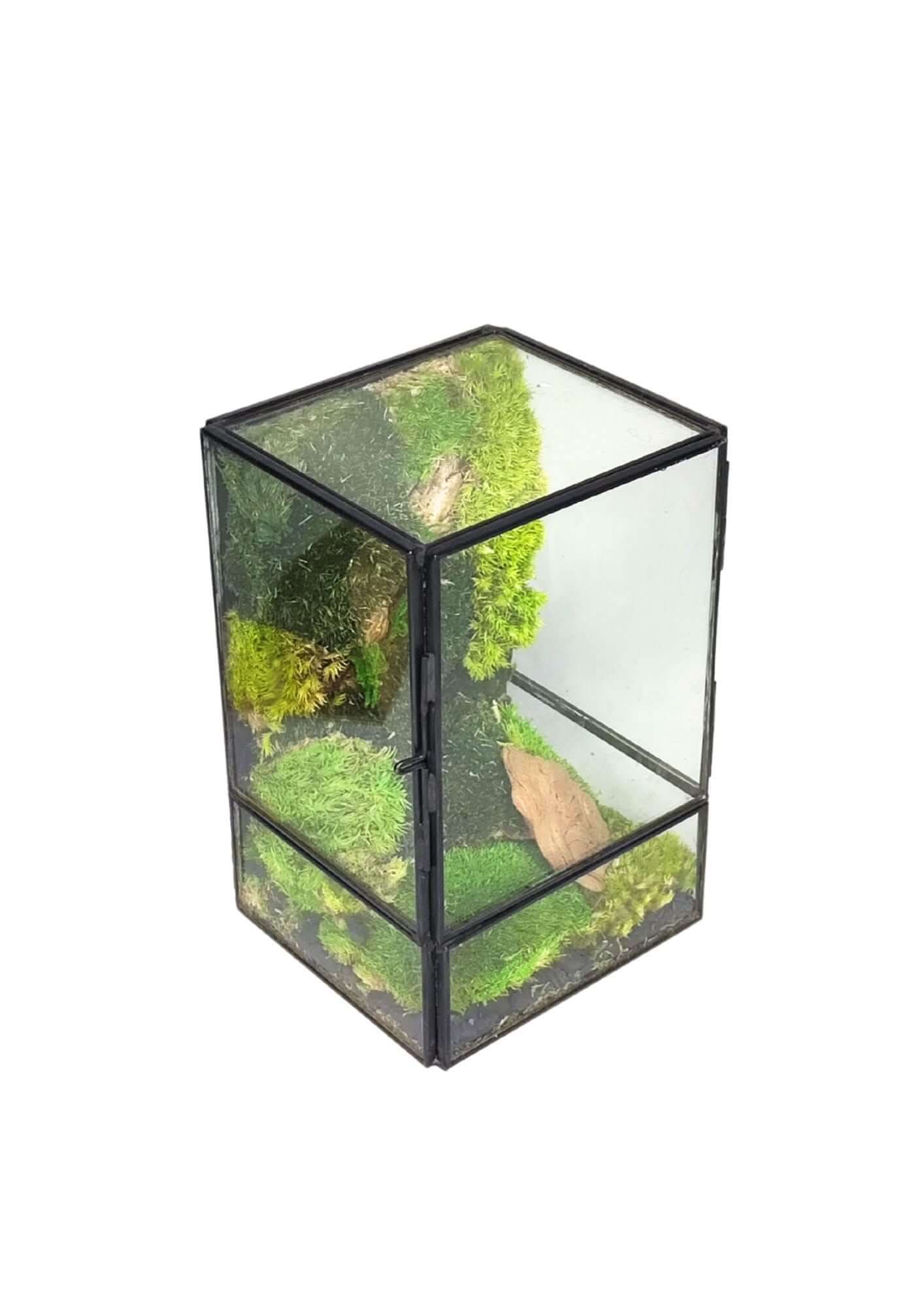 Terrarium geometrico Angolo di Vita 2TR074 - Nootje store