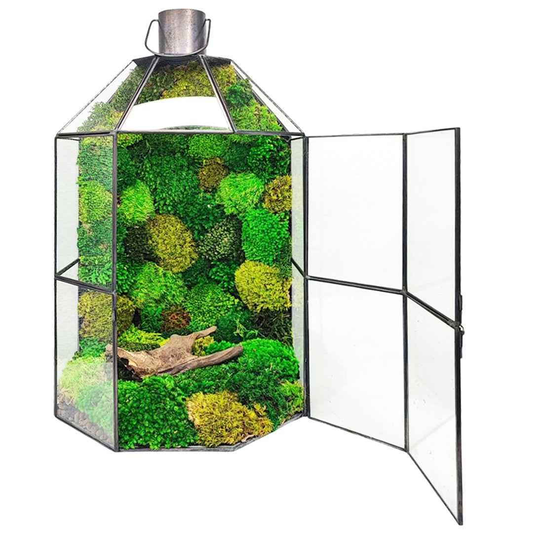 Terrarium Terranova con muschio stabilizzato