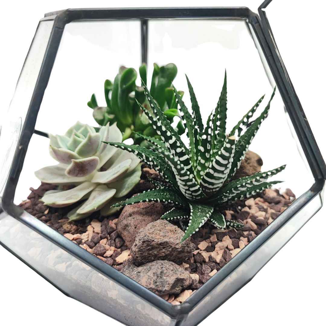 Terrarium geometrico Zoe con piante grasse