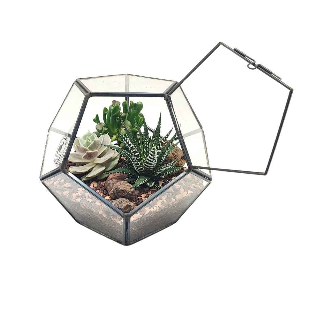 Terrarium geometrico Zoe con piante grasse