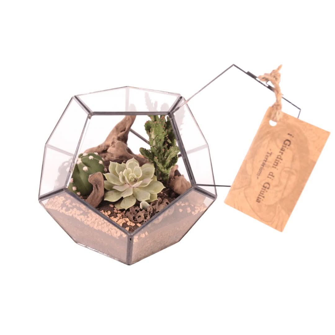 Terrarium Geometrico con Piante Grasse - Nootje store