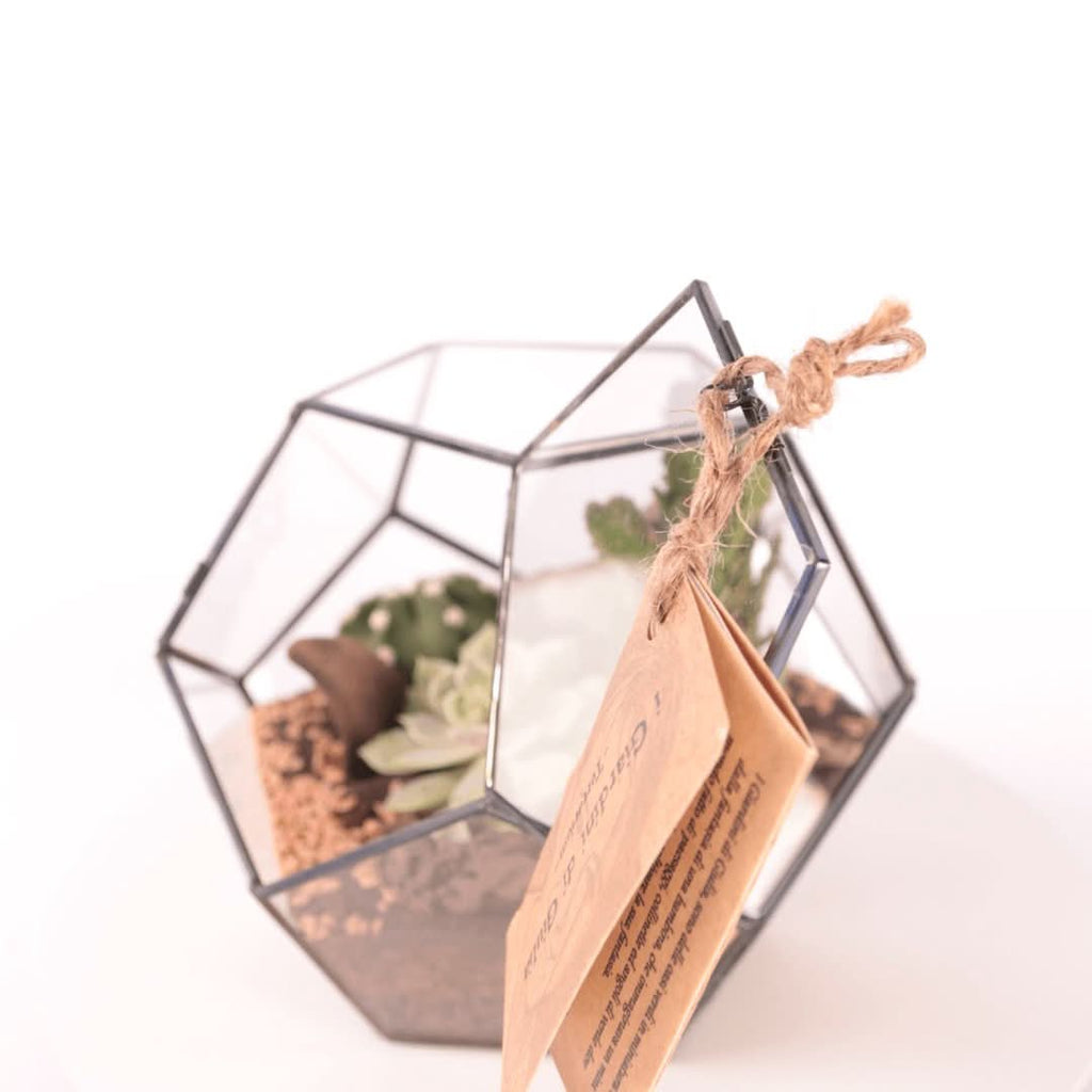 Terrarium Geometrico con Piante Grasse - Nootje store