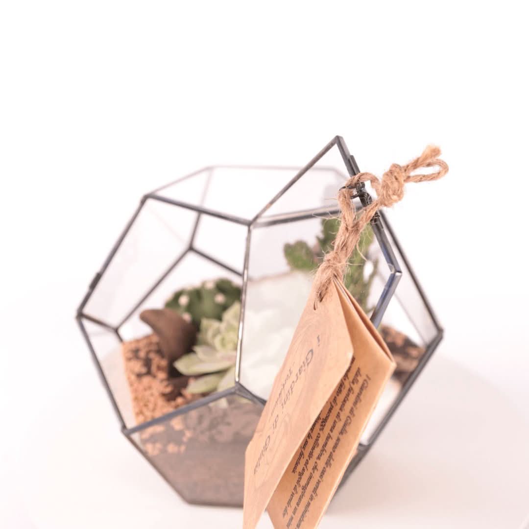 Terrarium Geometrico con Piante Grasse - Nootje store