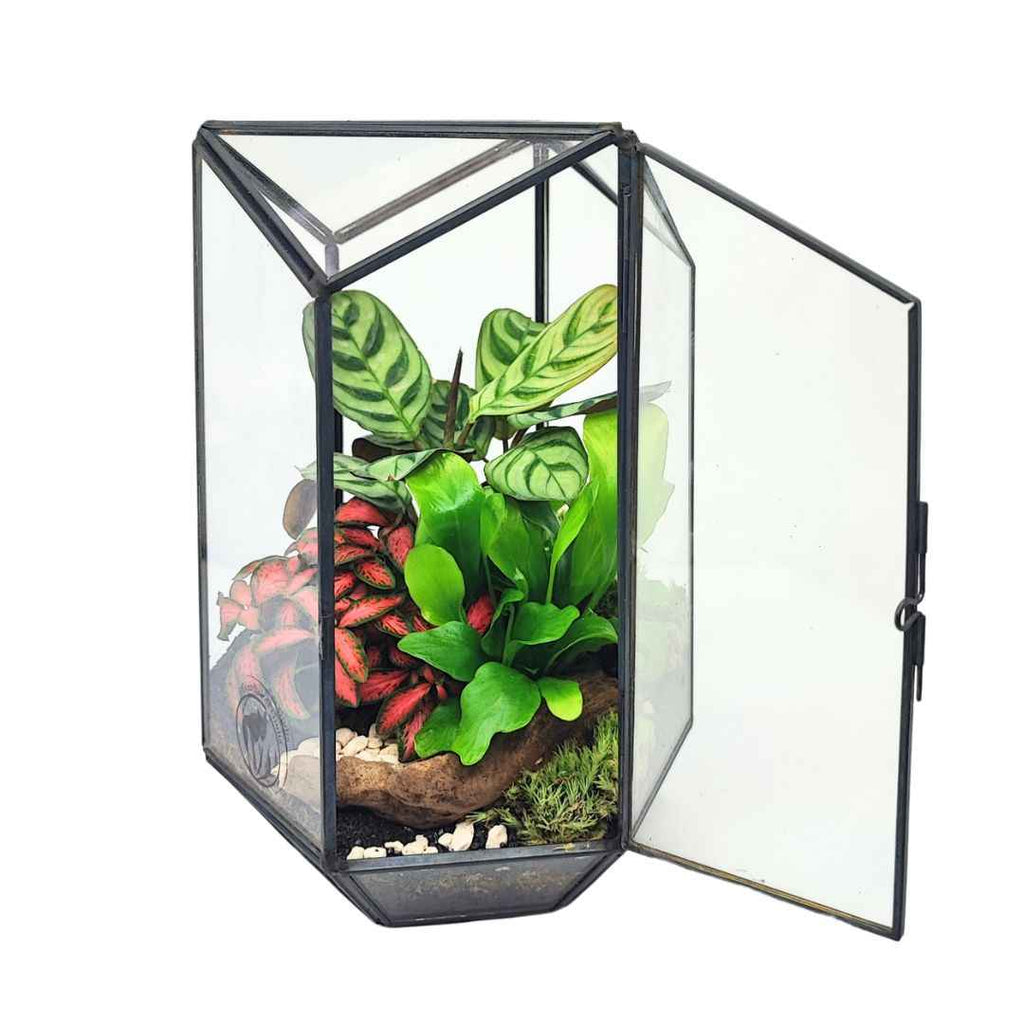 Terrarium geometrico Livia con piante verdi
