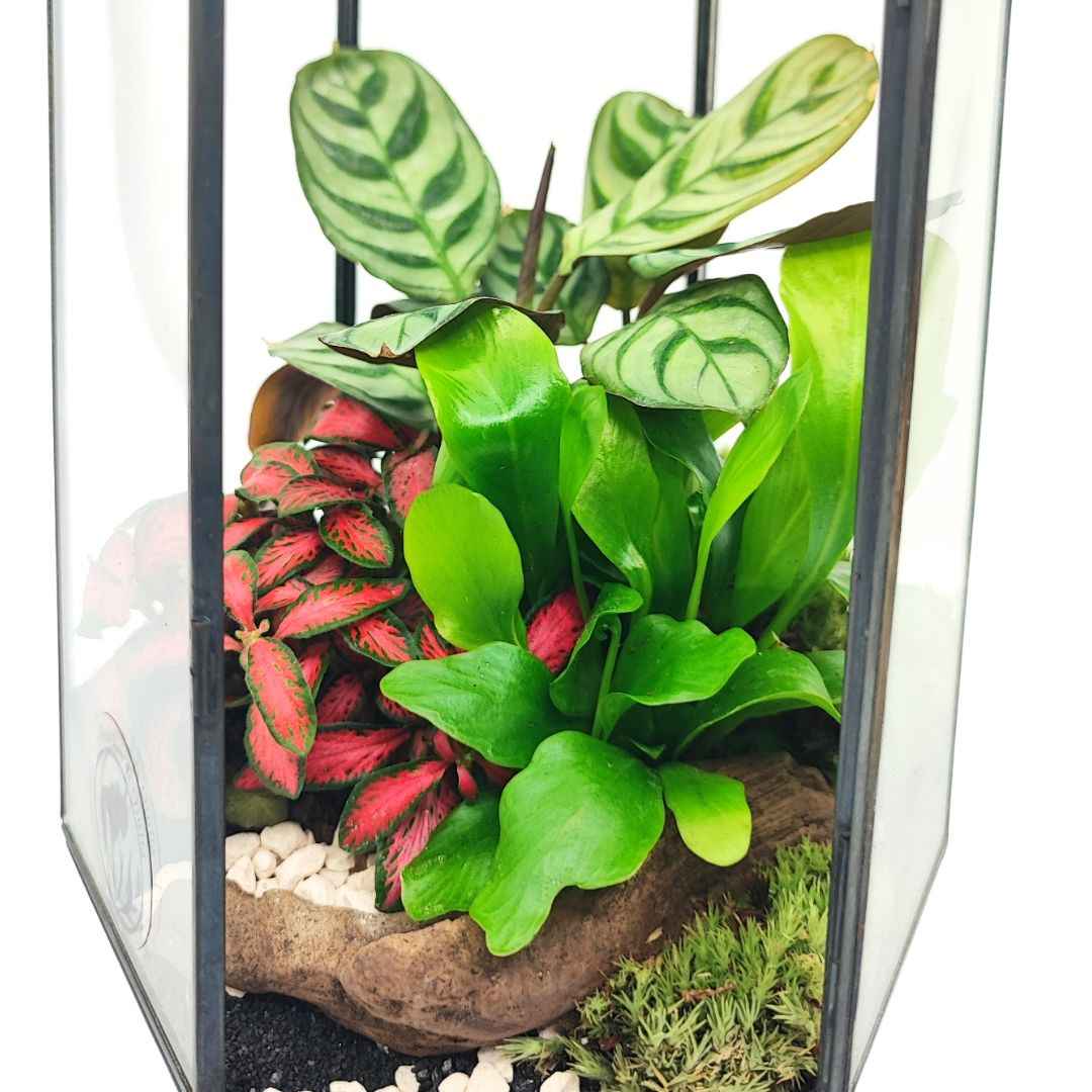 Terrarium geometrico Livia con piante verdi