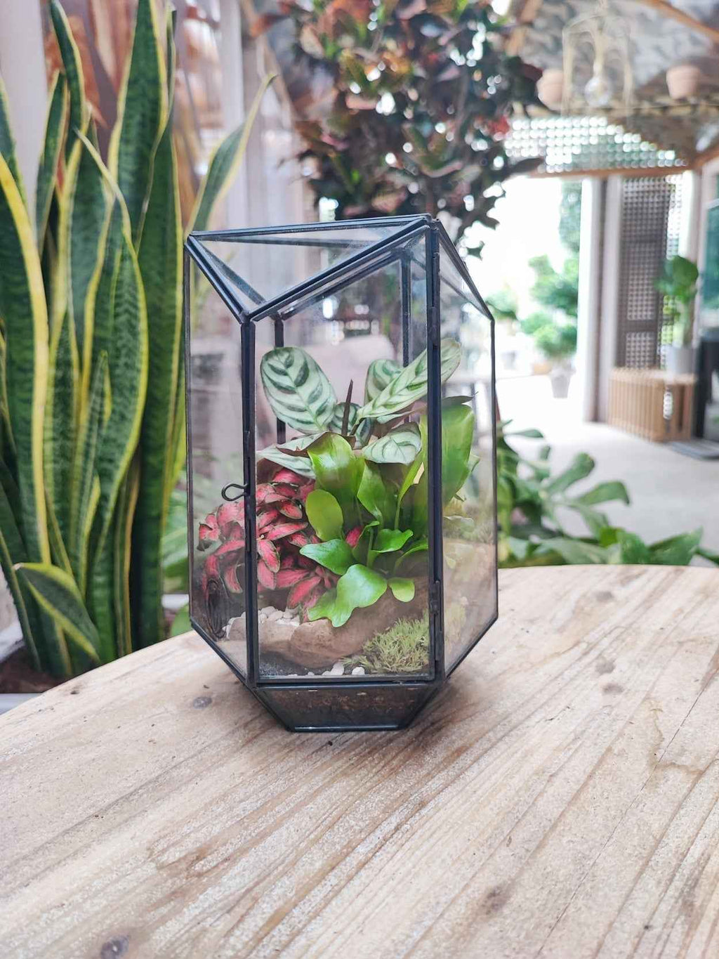 Terrarium geometrico Livia con piante verdi