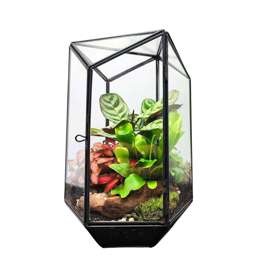 Terrarium geometrico Livia con piante verdi