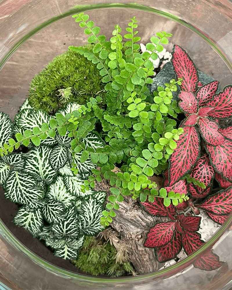 Terrarium Giardino Segreto 049 - Nootje store