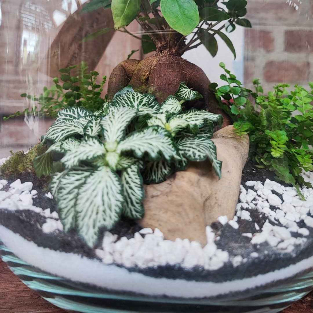 Terrarium Giardino Segreto Urbano - Nootje store