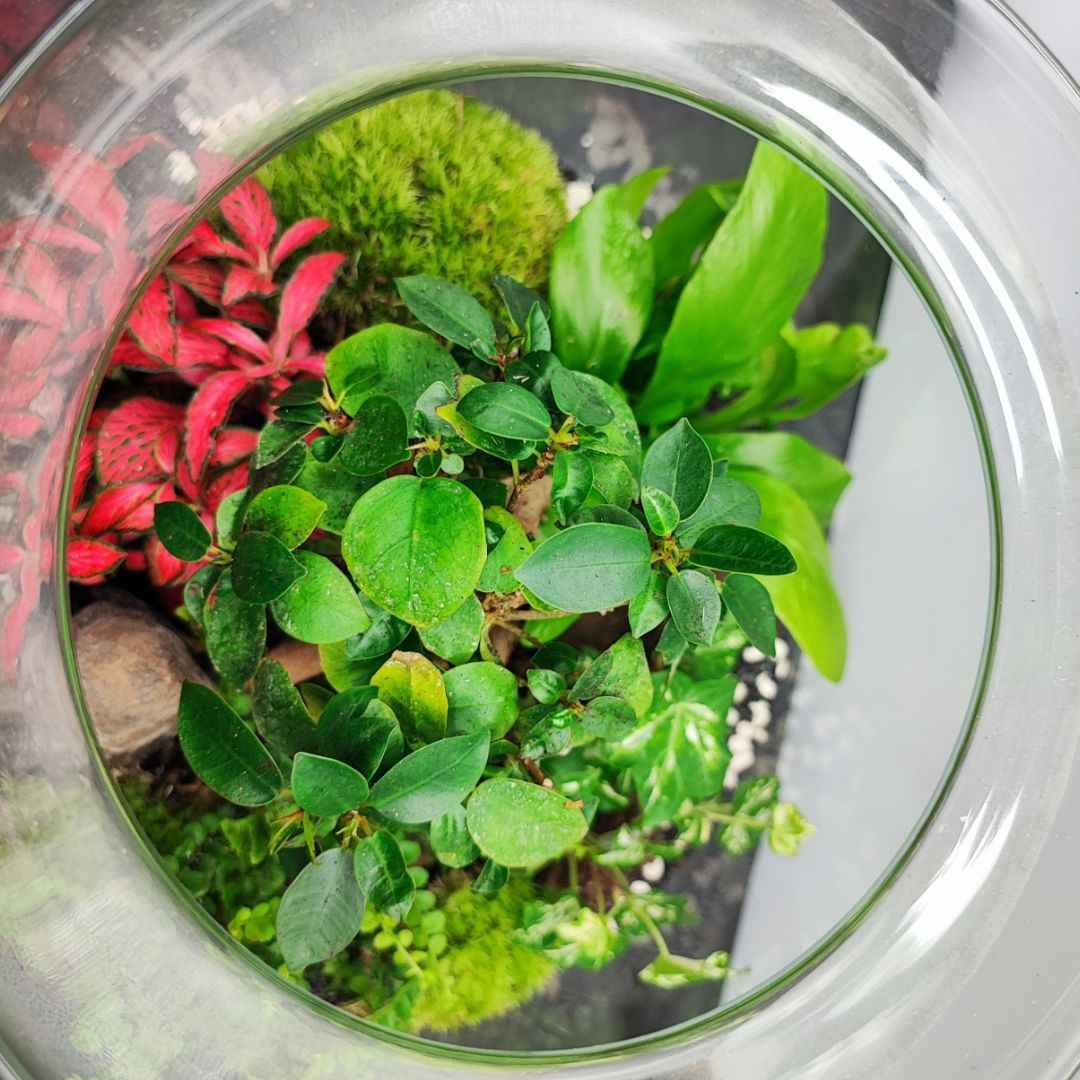 Terrarium Ines con piante verdi