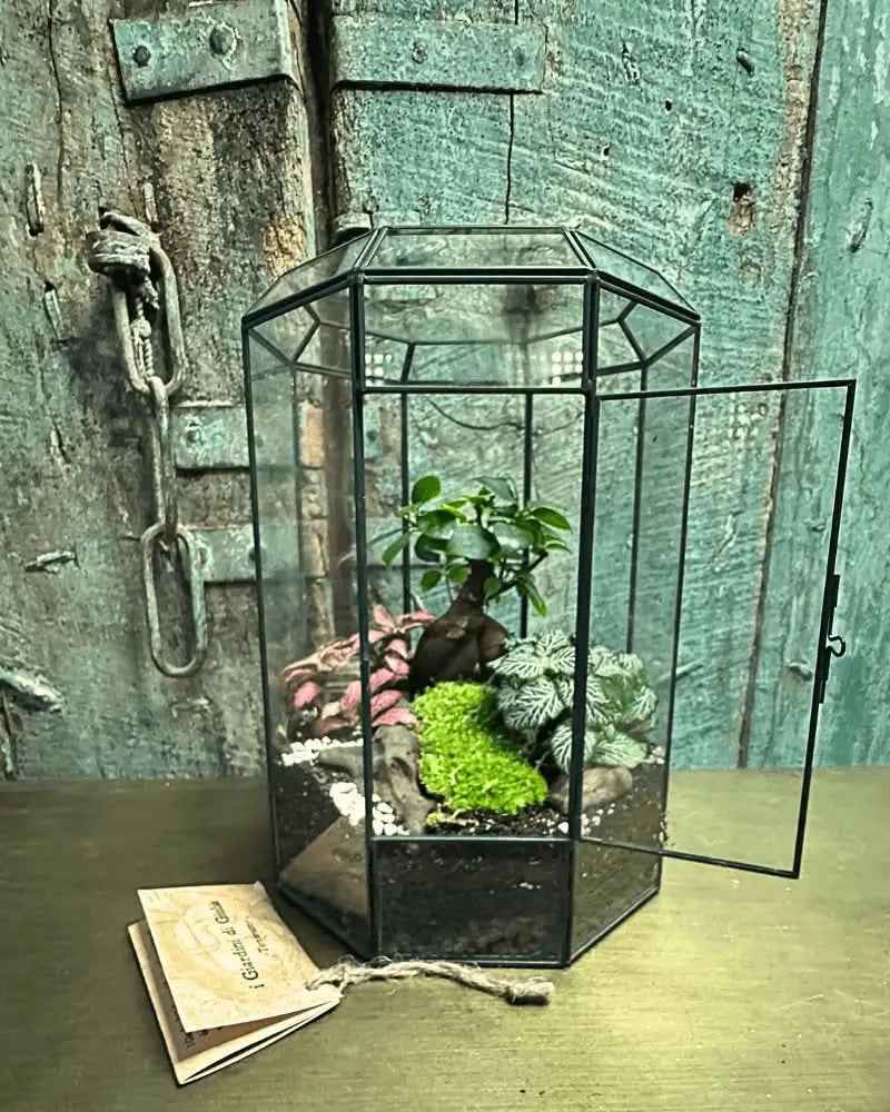 Terrarium Infinito 069V - Nootje store