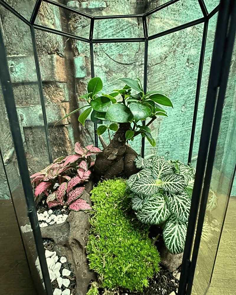 Terrarium Infinito 069V - Nootje store