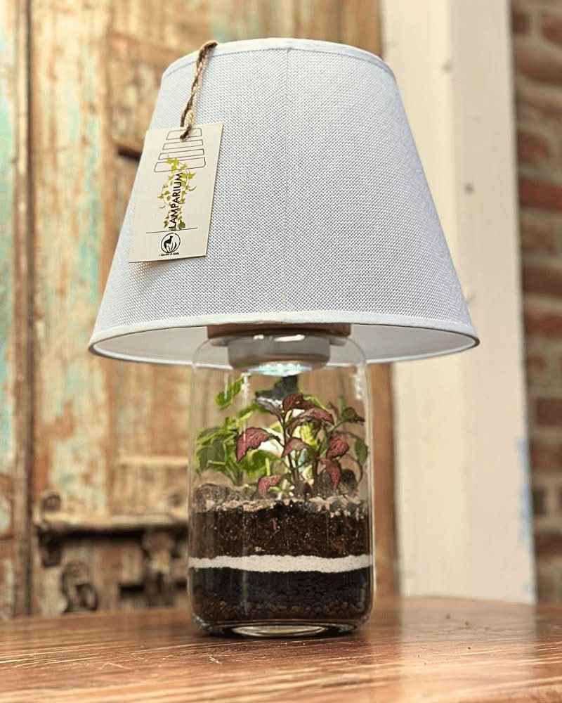 Terrarium Lamparium Aurora - Nootje store