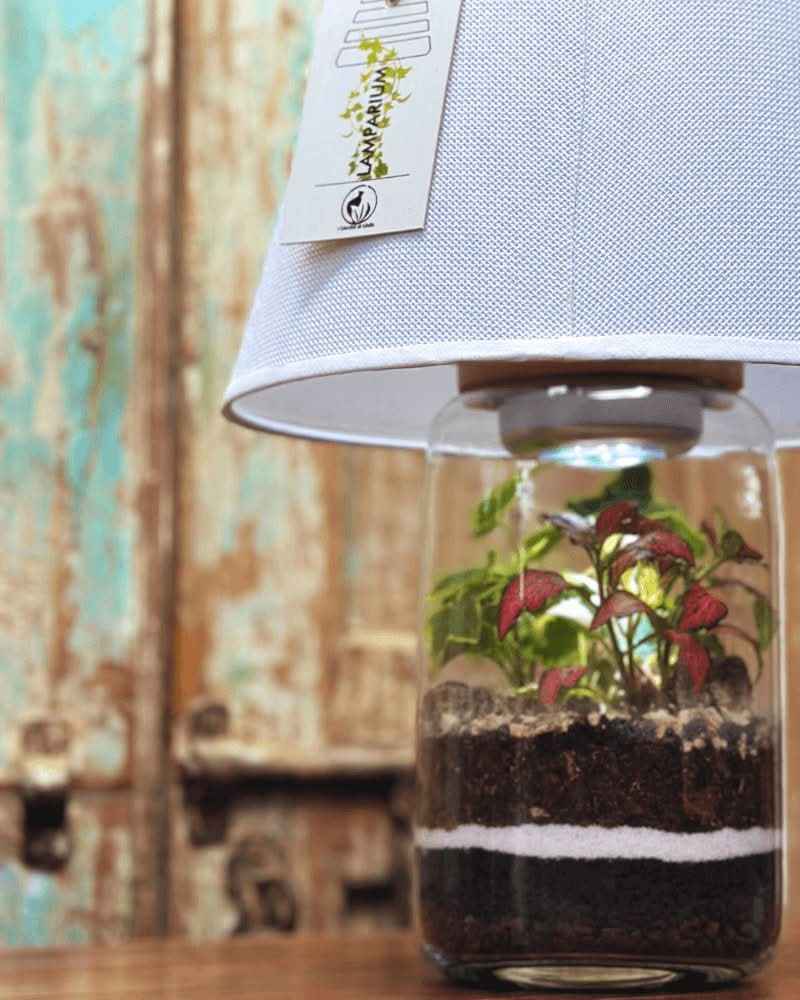 Terrarium Lamparium Aurora - Nootje store