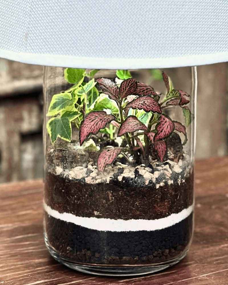 Terrarium Lamparium Aurora - Nootje store