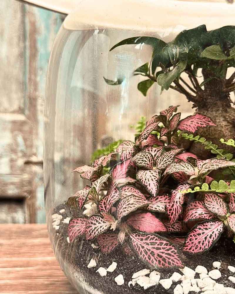Terrarium Lamparium Martina - Nootje store