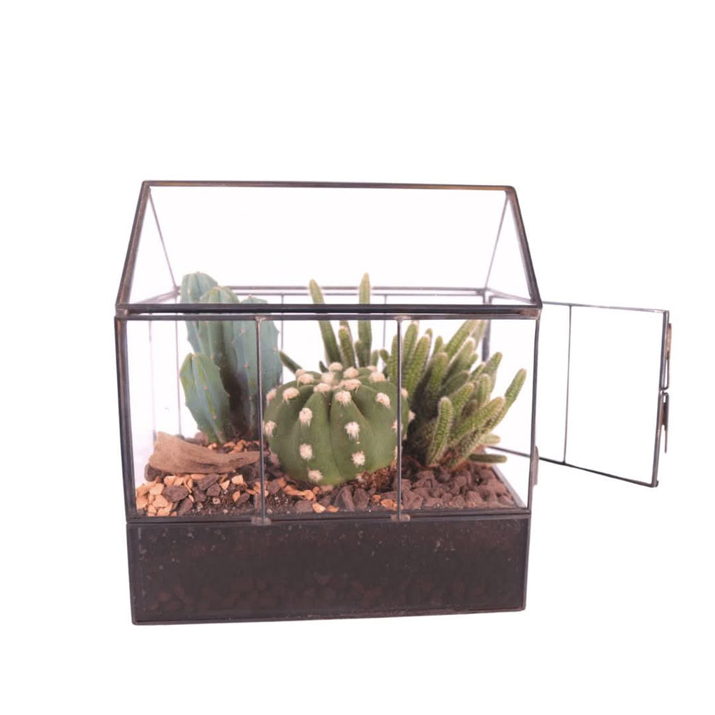 Terrarium Mini Serra con Piante Grasse 062G - Nootje store