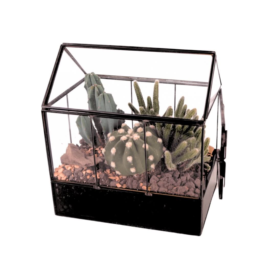 Terrarium Mini Serra con Piante Grasse 062G - Nootje store