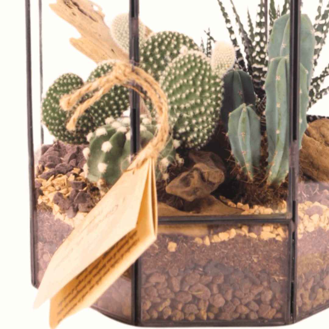 Terrarium Piante Grasse Serra Ottagonale Romantica 069G - Nootje store