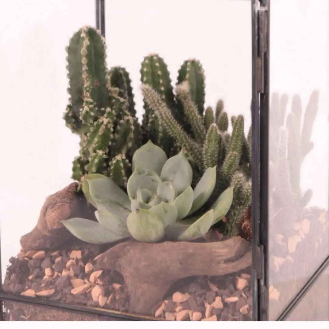 Terrarium Rettangolare con Piante Grasse - Nootje store