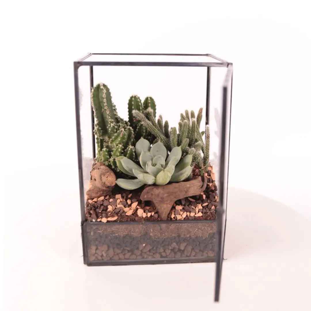 Terrarium Rettangolare con Piante Grasse - Nootje store