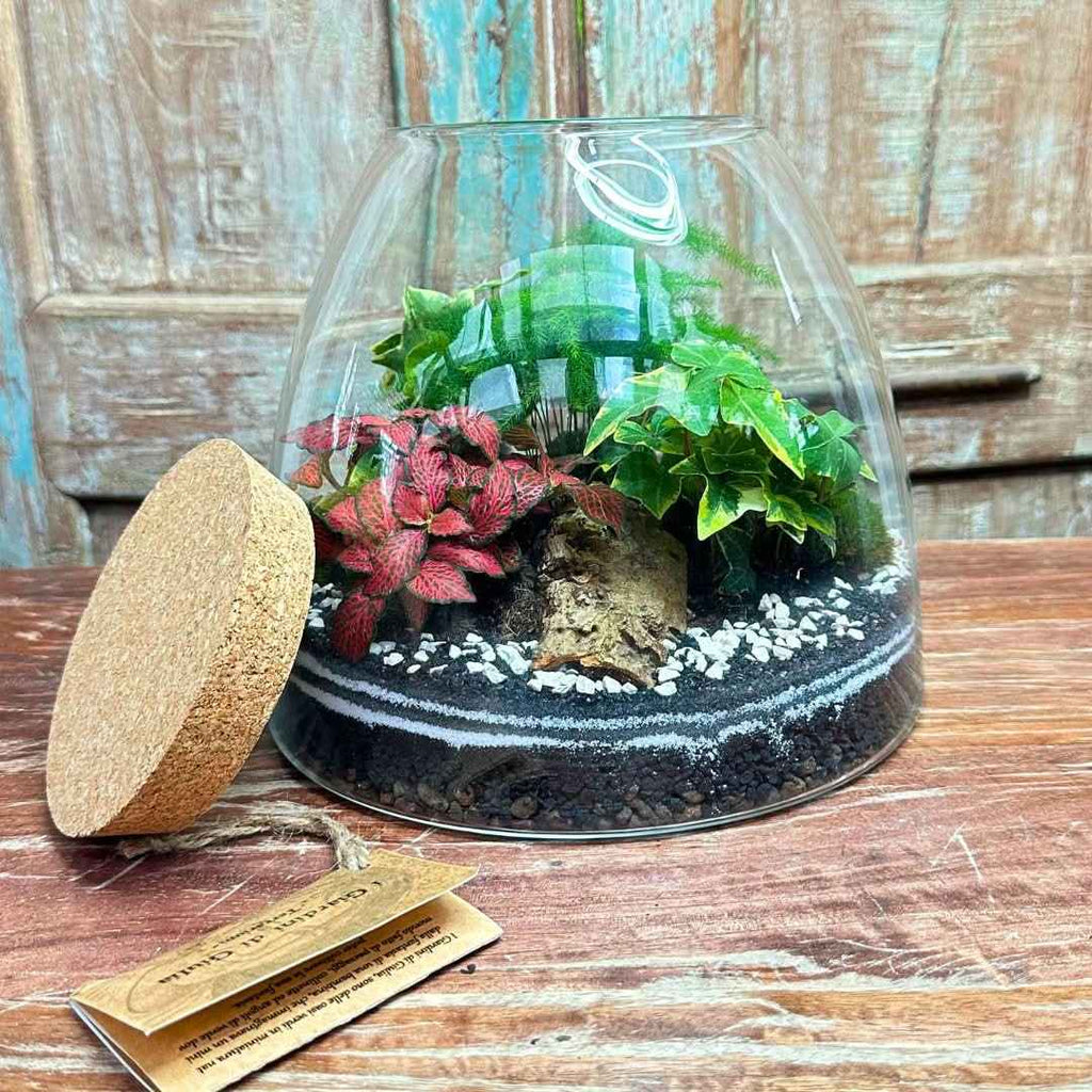 Terrarium "Tropical Haven" - Nootje store