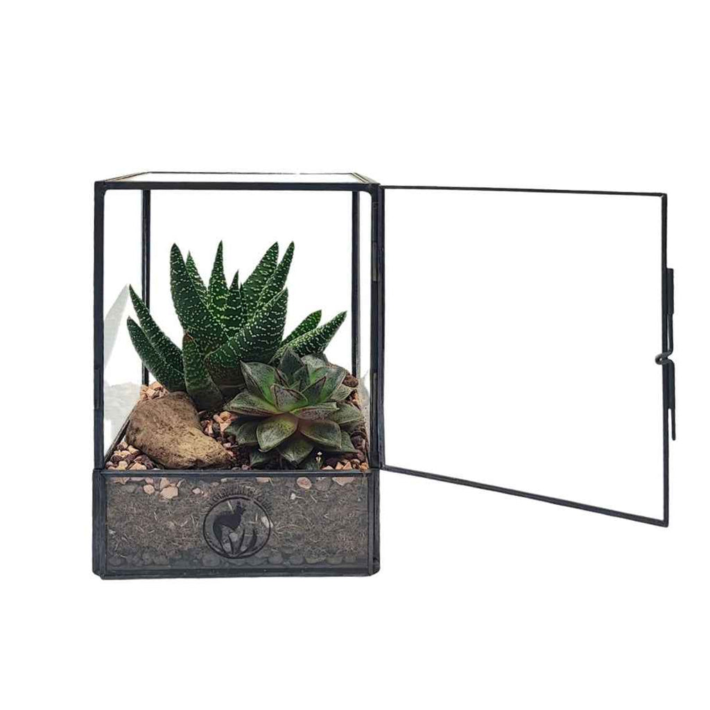 Terrarium geometrico Nora con piante grasse