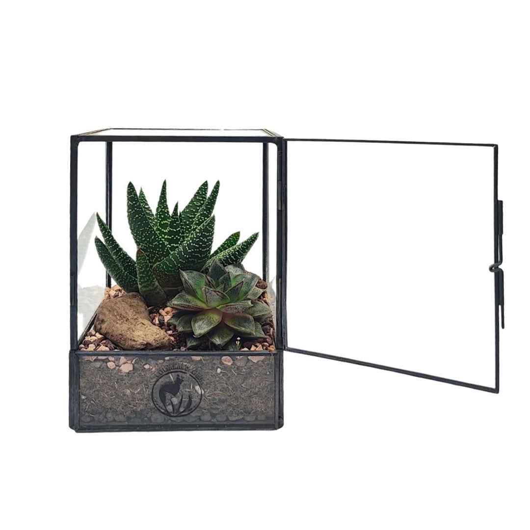 Terrarium geometrico Nora con piante grasse