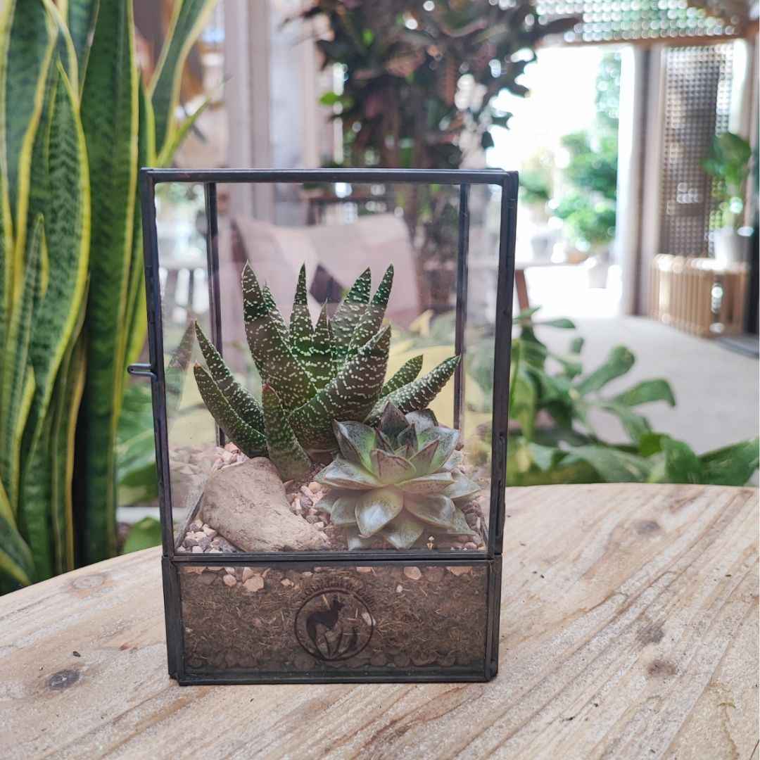 Terrarium geometrico Nora con piante grasse