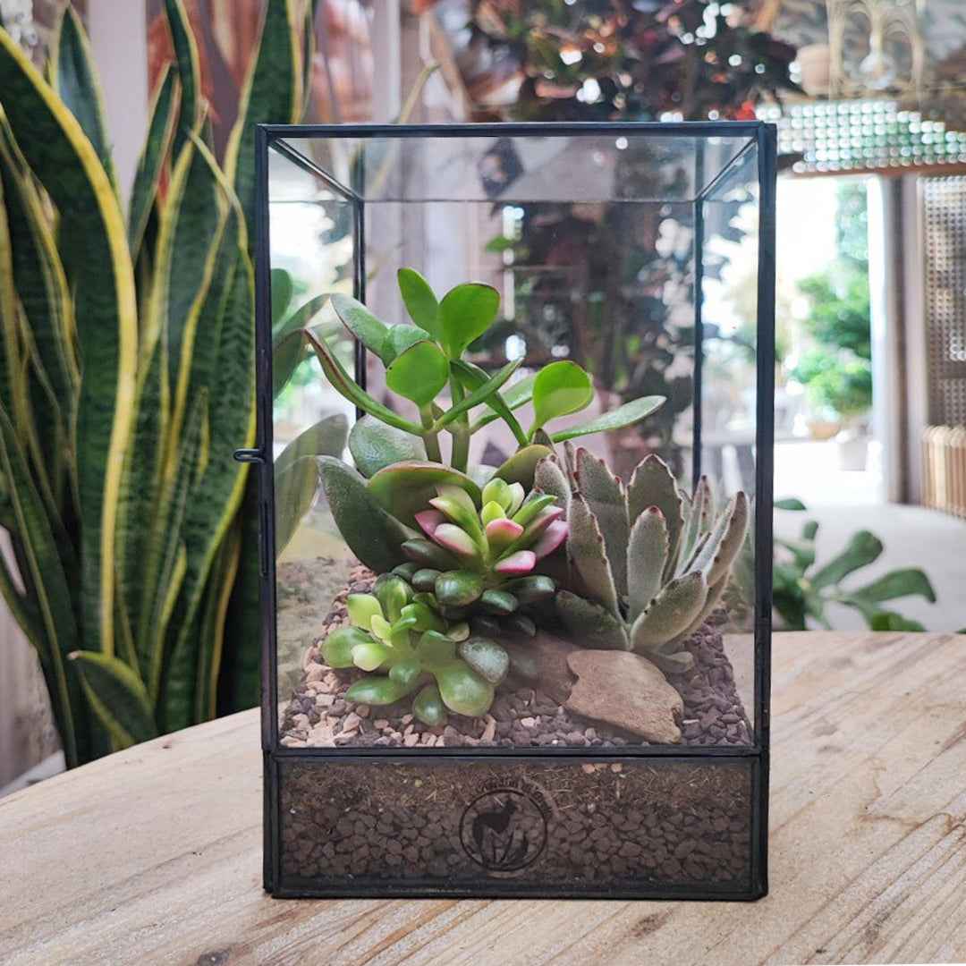 Terrarium geometrico Elisa con piante grasse