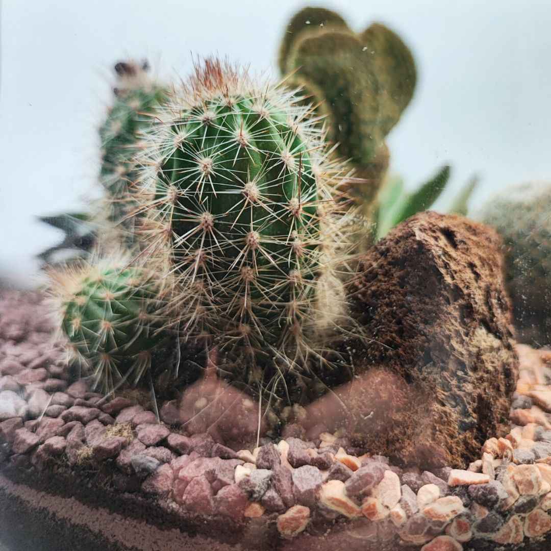 Terrarium Irene con piante grasse