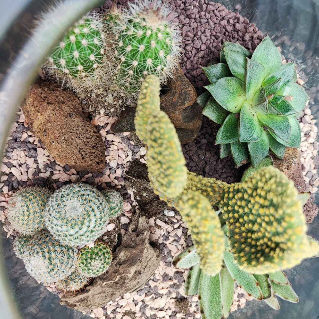 Terrarium Irene con piante grasse