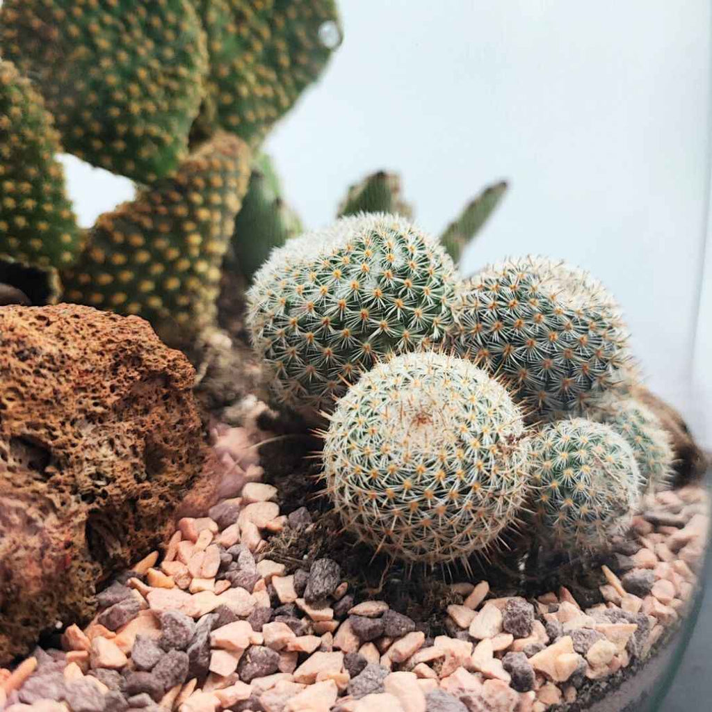 Terrarium Irene con piante grasse