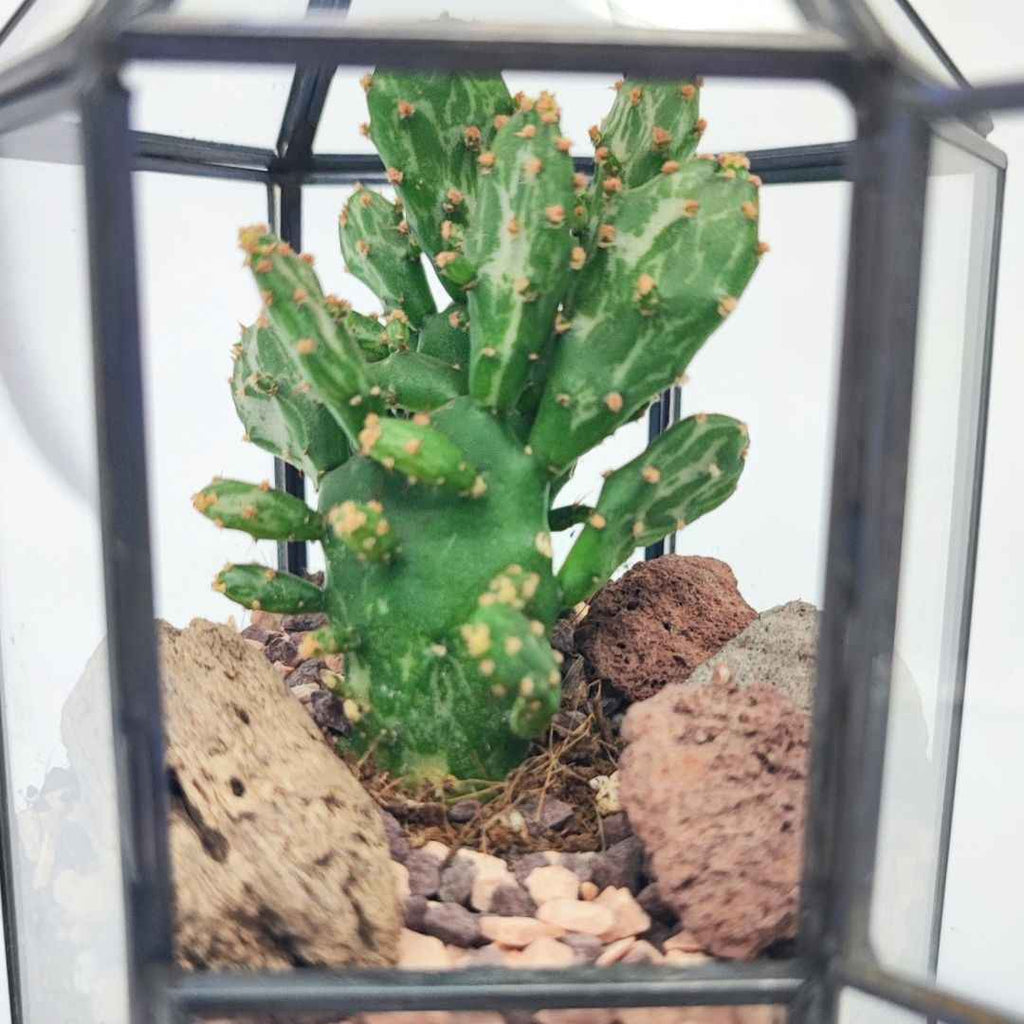 Terrarium geometrico Kira con piante grasse