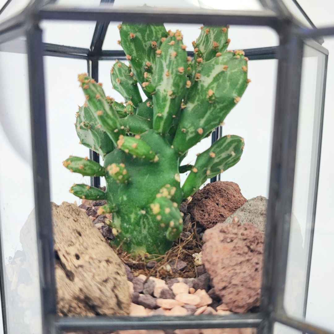 Terrarium geometrico Kira con piante grasse
