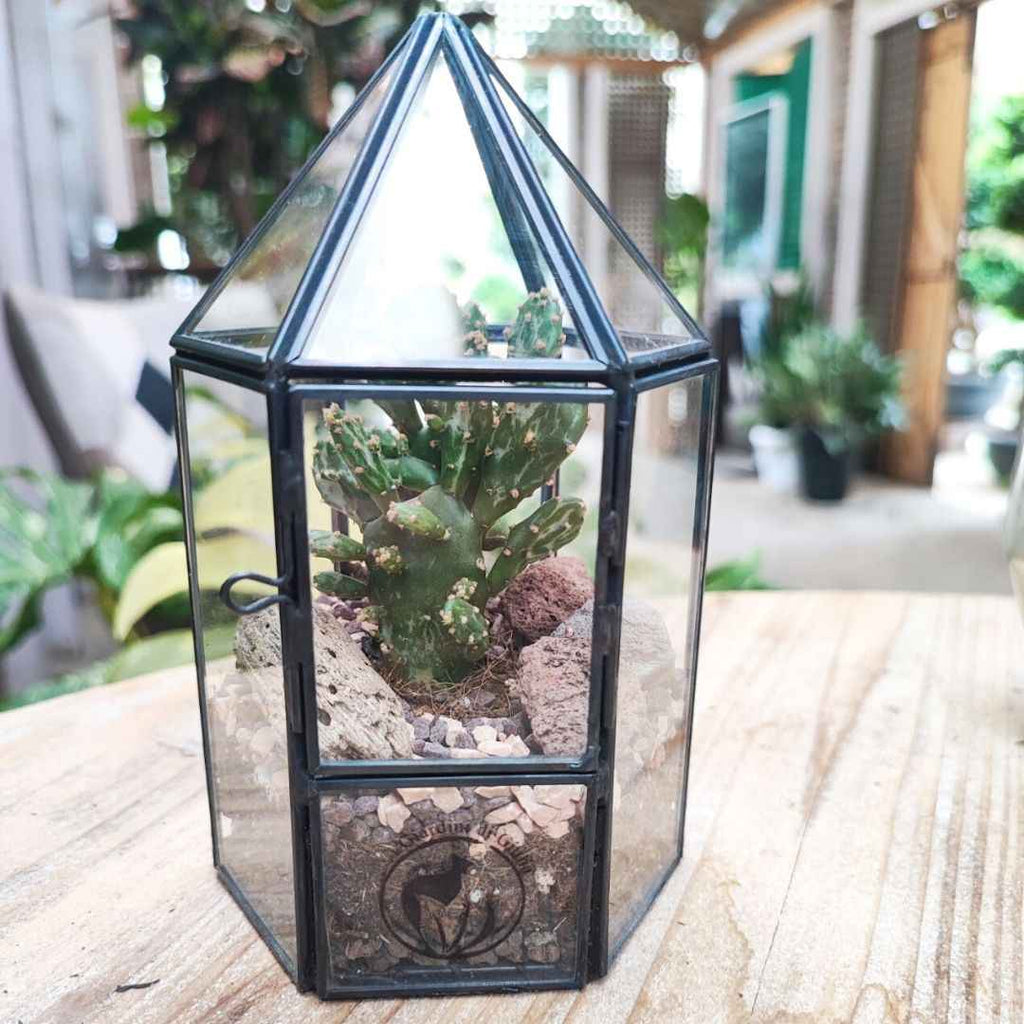Terrarium geometrico Kira con piante grasse