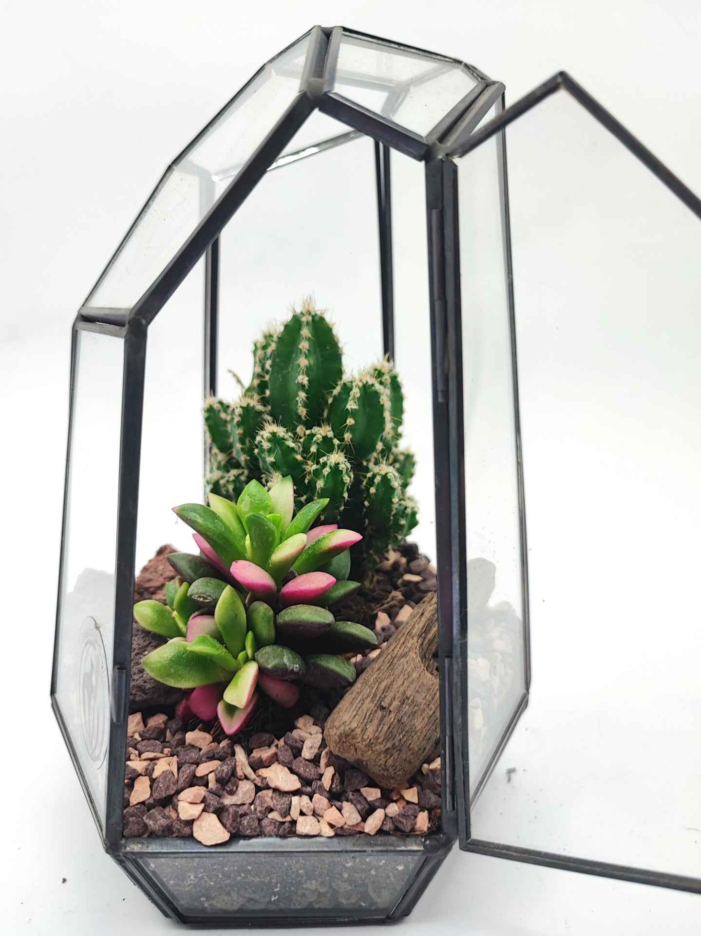 Terrarium geometrico Emma con piante grasse