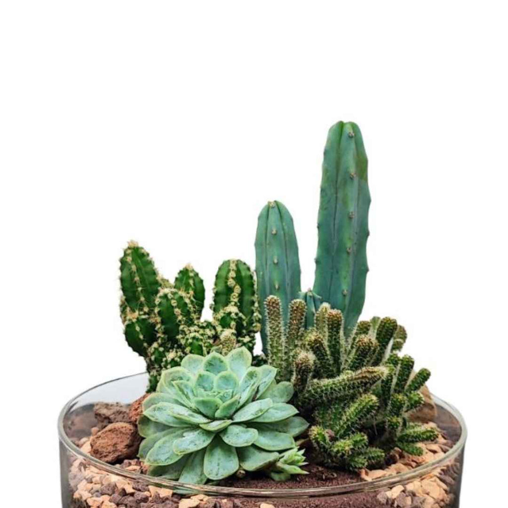 Terrarium Adele con piante grasse